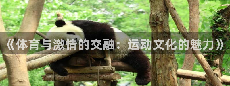 必发官网下载：《体育与激情的交融：运动文化的魅力》